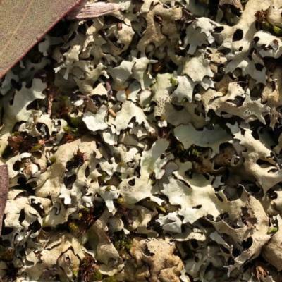 Unverified Lichen at Jerrawa, NSW - 9 Aug 2024 by ConBoekel