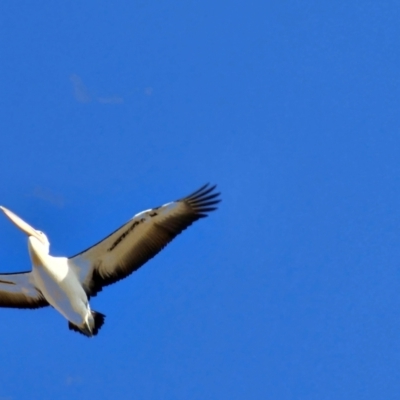 Pelecanus conspicillatus (Australian Pelican) at Hume, ACT - 10 Aug 2024 by Jiggy