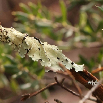 Unverified Lichen, Moss or other Bryophyte - 1 Jan 1900 by ConBoekel
