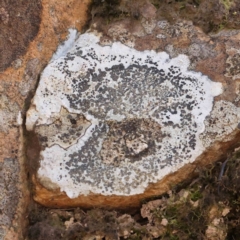 Unidentified Lichen, Moss or other Bryophyte at Jerrawa, NSW - 9 Aug 2024 by ConBoekel