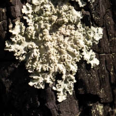 Unverified Lichen at Jerrawa, NSW - 9 Aug 2024 by ConBoekel