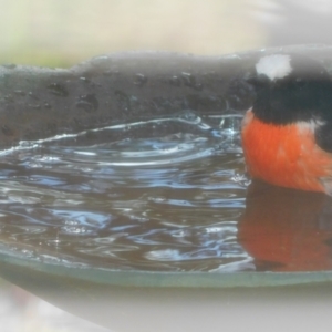 Petroica boodang at Symonston, ACT - 28 Jul 2024 01:52 PM