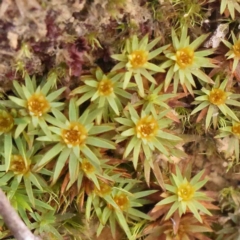 Dawsonia (genus) - 1 Jan 1900 by ConBoekel