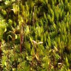 Unidentified Moss, Liverwort or Hornwort at Jerrawa, NSW - 9 Aug 2024 by ConBoekel