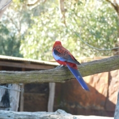 Platycercus elegans (Crimson Rosella) at Symonston, ACT - 11 Aug 2024 by CallumBraeRuralProperty