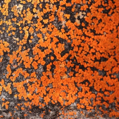 Caloplaca sp. (Firedot Lichen) at Jerrawa, NSW - 9 Aug 2024 by ConBoekel