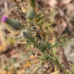 Cirsium vulgare (Spear Thistle) at Jerrawa, NSW - 9 Aug 2024 by ConBoekel