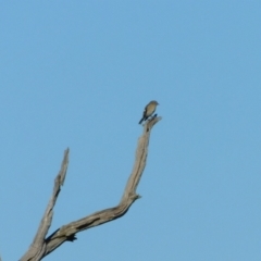 Petroica phoenicea at Symonston, ACT - 11 Aug 2024