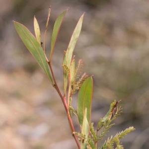 Acacia rubida at Jerrawa, NSW - 9 Aug 2024