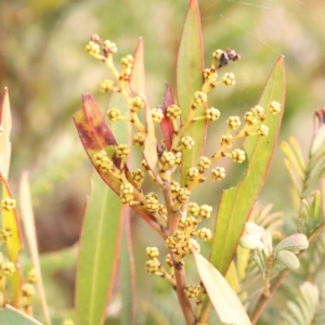 Acacia rubida at Jerrawa, NSW - 9 Aug 2024