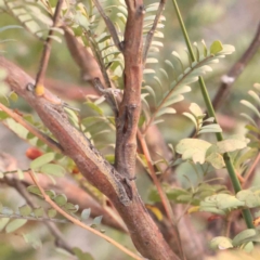 Acacia rubida at Jerrawa, NSW - 9 Aug 2024