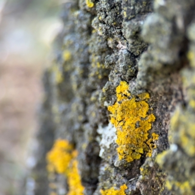 Xanthoria sp. (A lichen) at Downer, ACT - 11 Aug 2024 by Hejor1