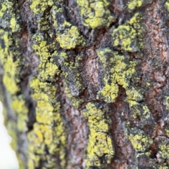 Chrysothrix sp. (genus) (A gold dust lichen) at Lyneham, ACT - 11 Aug 2024 by Hejor1