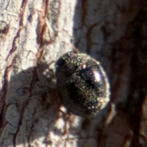 Coccinellidae (family) at Downer, ACT - 11 Aug 2024 02:03 PM