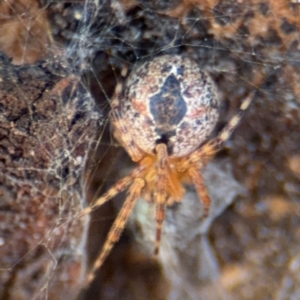 Cryptachaea veruculata at Downer, ACT - 11 Aug 2024