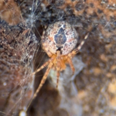 Cryptachaea veruculata at Downer, ACT - 11 Aug 2024