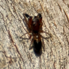 Myrmarachne sp. (genus) at Lyneham, ACT - 11 Aug 2024