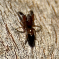 Myrmarachne sp. (genus) at Lyneham, ACT - 11 Aug 2024