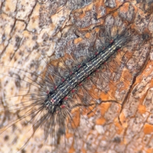 Anestia (genus) at Downer, ACT - 11 Aug 2024 01:54 PM