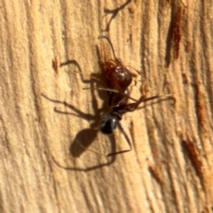 Formicidae (family) (Unidentified ant) at Downer, ACT - 11 Aug 2024 by Hejor1