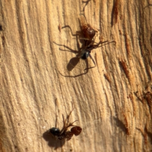 Formicidae (family) at Downer, ACT - 11 Aug 2024