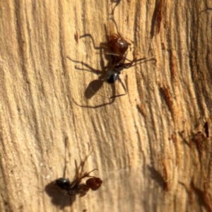 Formicidae (family) at Downer, ACT - 11 Aug 2024