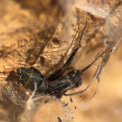 Formicidae (family) (Unidentified ant) at Downer, ACT - 11 Aug 2024 by Hejor1