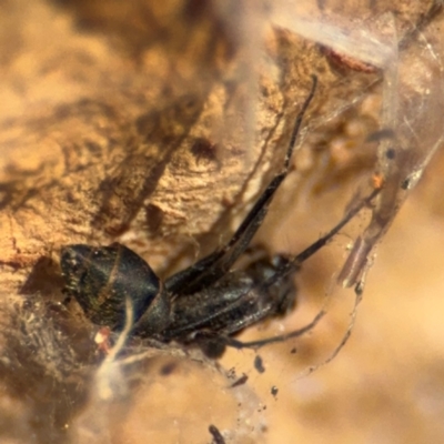 Formicidae (family) (Unidentified ant) at Downer, ACT - 11 Aug 2024 by Hejor1