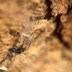 Formicidae (family) at Downer, ACT - 11 Aug 2024