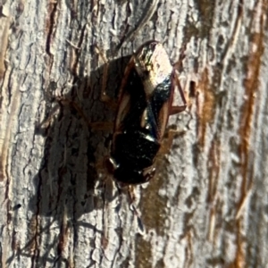 Stylogeocoris elongatus at Lyneham, ACT - 11 Aug 2024