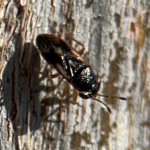 Stylogeocoris elongatus at Lyneham, ACT - 11 Aug 2024