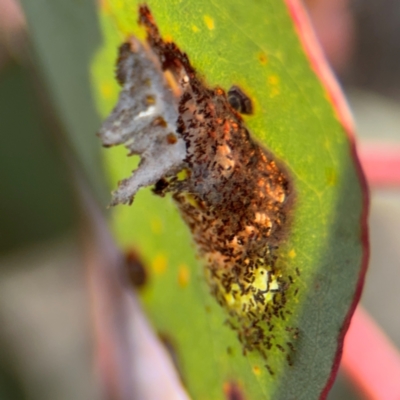 Lepidoptera unclassified IMMATURE moth at Lyneham, ACT - 11 Aug 2024 by Hejor1