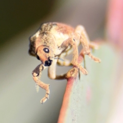 Gonipterus sp. (genus) (Eucalyptus Weevil) at Dickson, ACT - 11 Aug 2024 by Hejor1