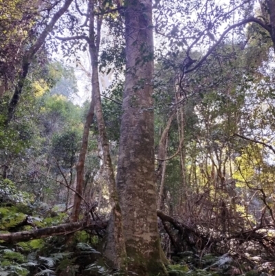 Schizomeria ovata (Crabapple) at Kianga, NSW - 11 Aug 2024 by Teresa