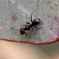 Iridomyrmex sp. (genus) (Ant) at Downer, ACT - 11 Aug 2024 by Hejor1