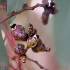 Eucalyptus insect gall at Lyneham, ACT - 11 Aug 2024 by Hejor1