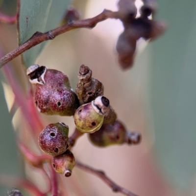 Eucalyptus insect gall at Lyneham, ACT - 11 Aug 2024 by Hejor1