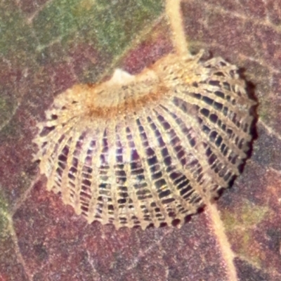 Cardiaspina sp. (genus) (Lace or Basket lerp) at Downer, ACT - 11 Aug 2024 by Hejor1