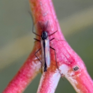 Chironomidae (family) at Downer, ACT - 11 Aug 2024 01:03 PM