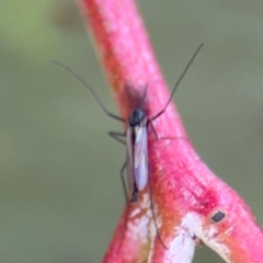 Chironomidae (family) at Downer, ACT - 11 Aug 2024