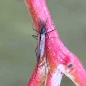 Chironomidae (family) at Downer, ACT - 11 Aug 2024 01:03 PM