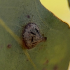 Eucalyptus insect gall at Downer, ACT - 11 Aug 2024 by Hejor1