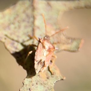 Oechalia schellenbergii at Downer, ACT - 11 Aug 2024 12:47 PM