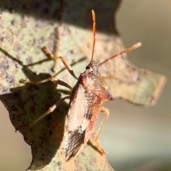 Oechalia schellenbergii at Downer, ACT - 11 Aug 2024 12:47 PM