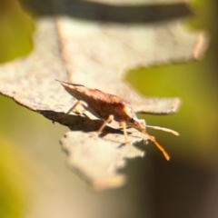 Oechalia schellenbergii at Downer, ACT - 11 Aug 2024 12:47 PM