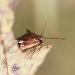 Oechalia schellenbergii at Downer, ACT - 11 Aug 2024 12:47 PM