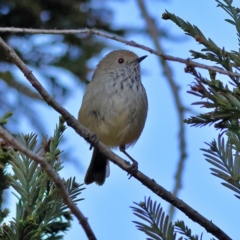 Acanthiza pusilla (Brown Thornbill) at Pialligo, ACT - 11 Aug 2024 by MichaelWenke