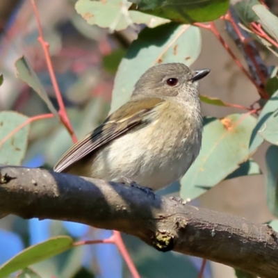 Pachycephala pectoralis (Golden Whistler) at Pialligo, ACT - 11 Aug 2024 by MichaelWenke