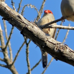 Neochmia temporalis (Red-browed Finch) at Pialligo, ACT - 10 Aug 2024 by Trevor