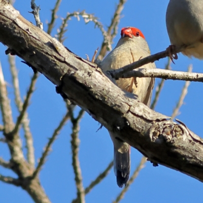 Neochmia temporalis (Red-browed Finch) at Pialligo, ACT - 11 Aug 2024 by MichaelWenke